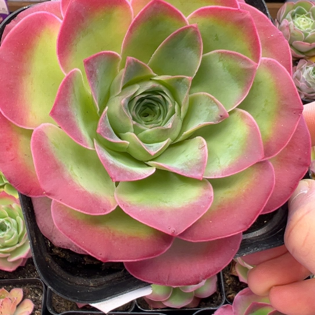 76号魅影超大号—山地玫瑰