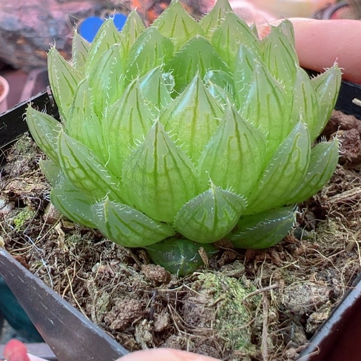 可以说我很喜欢你的作品哦很