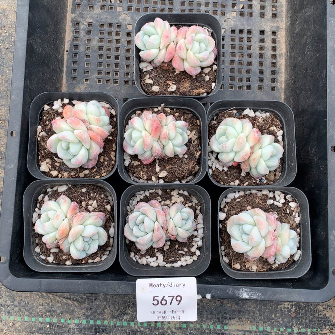 5679控养冰玉小脸双头5厘米左右7颗脱土发