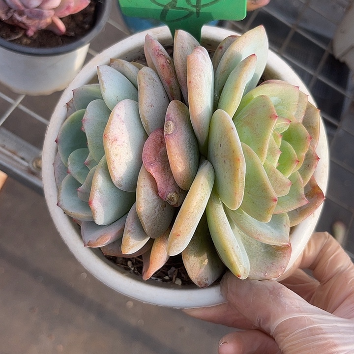 两单包邮，一物一拍凤橙84