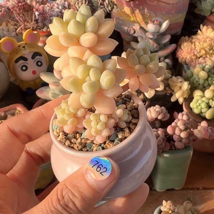 762 多肉含盆土30元包邮除偏远