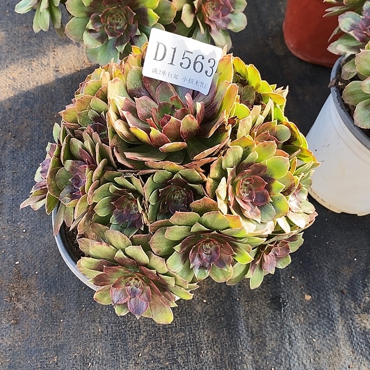 1563红丝绒多肉植物