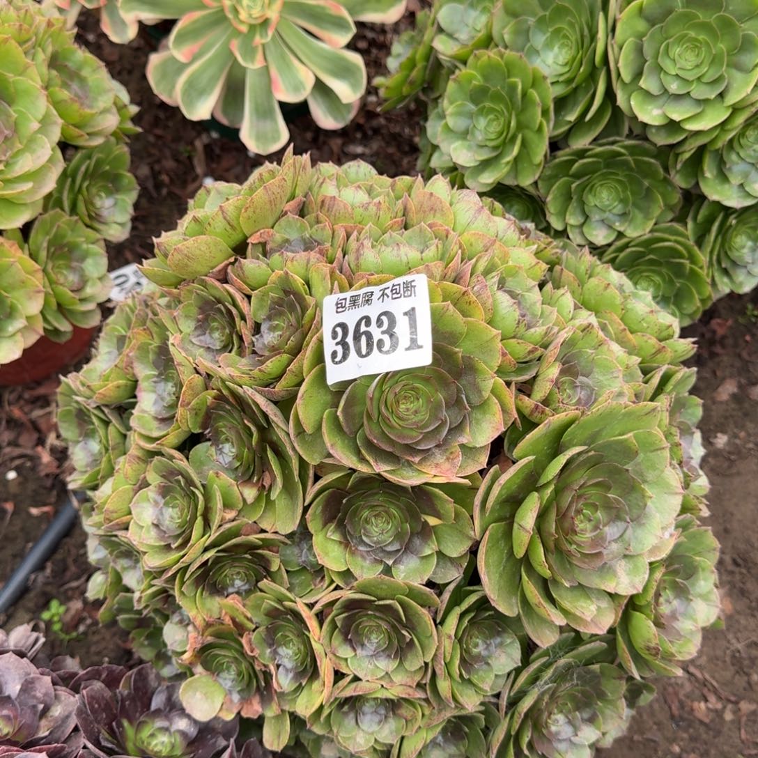 法师万拉丝18-7 3631