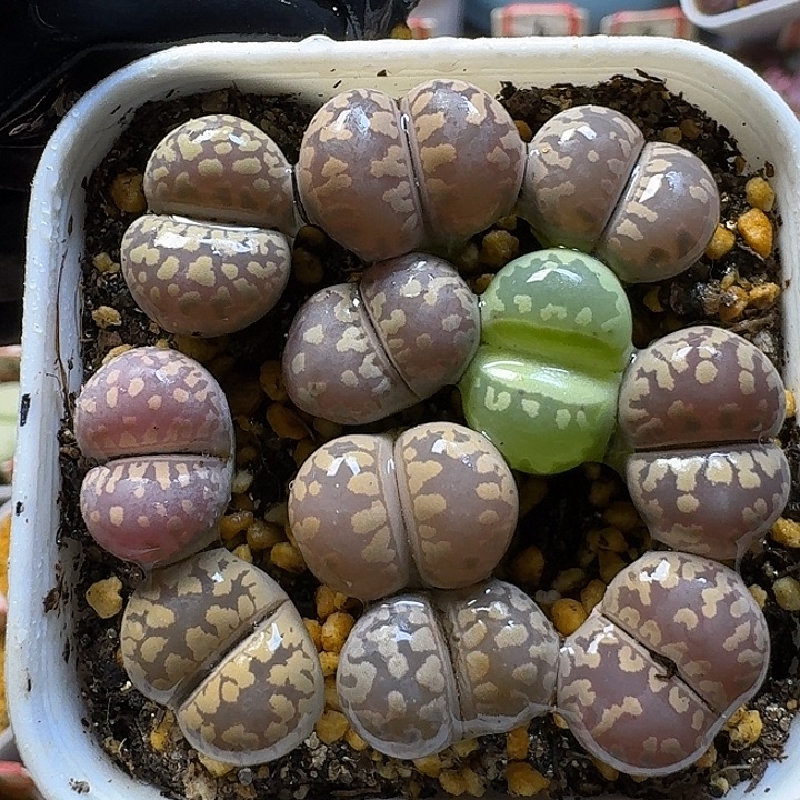 生石花11111112。   111