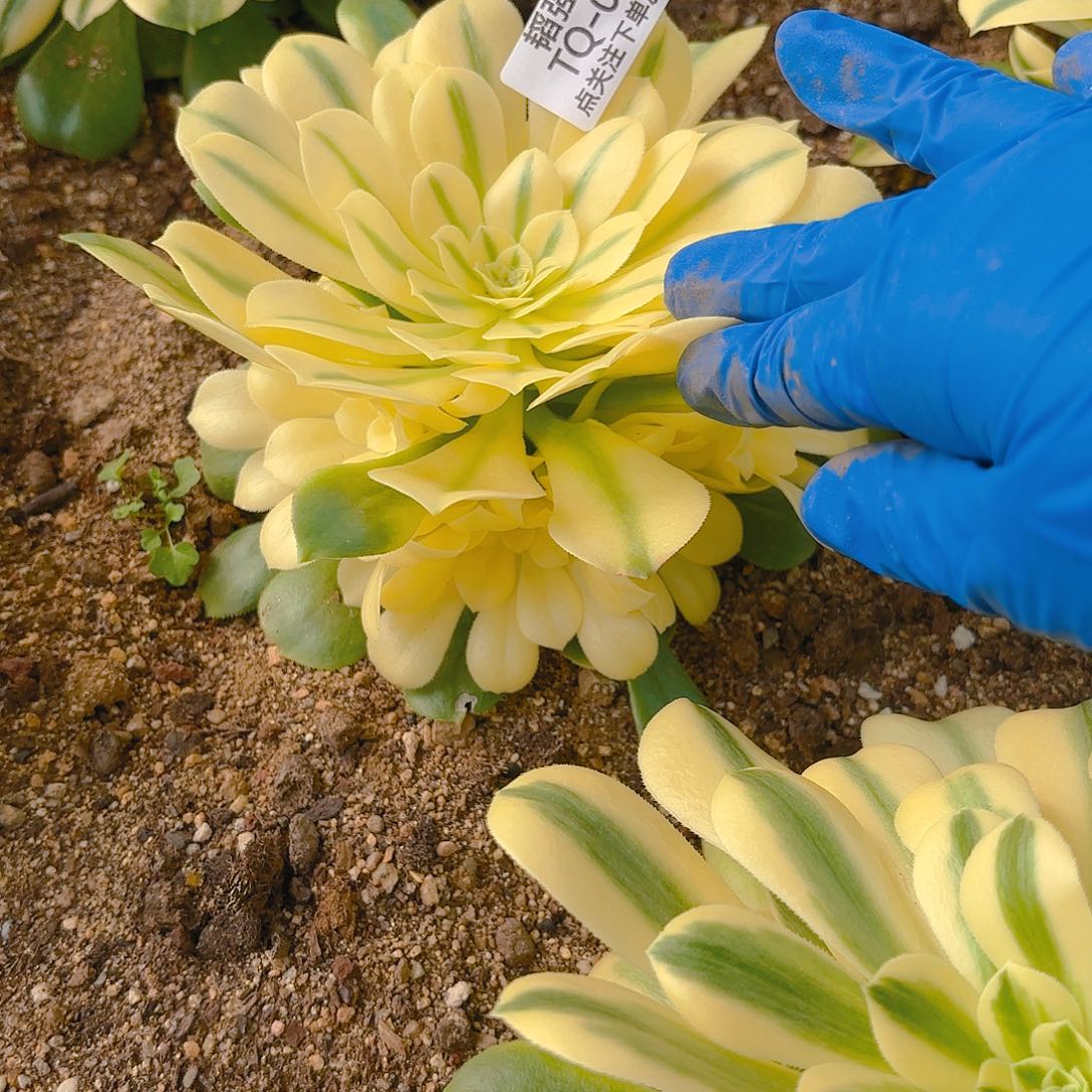 新尼亚多肉植物一号599