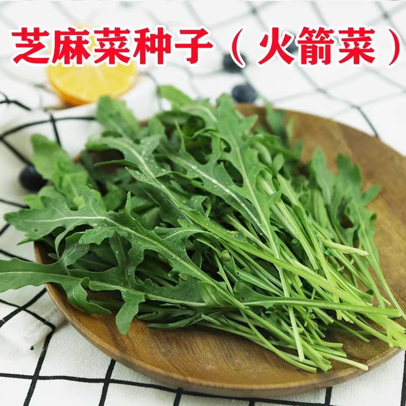 芝麻菜种子孑小青菜火箭生菜种籽四季菜苗菜籽种籽种盆栽蔬菜菜种