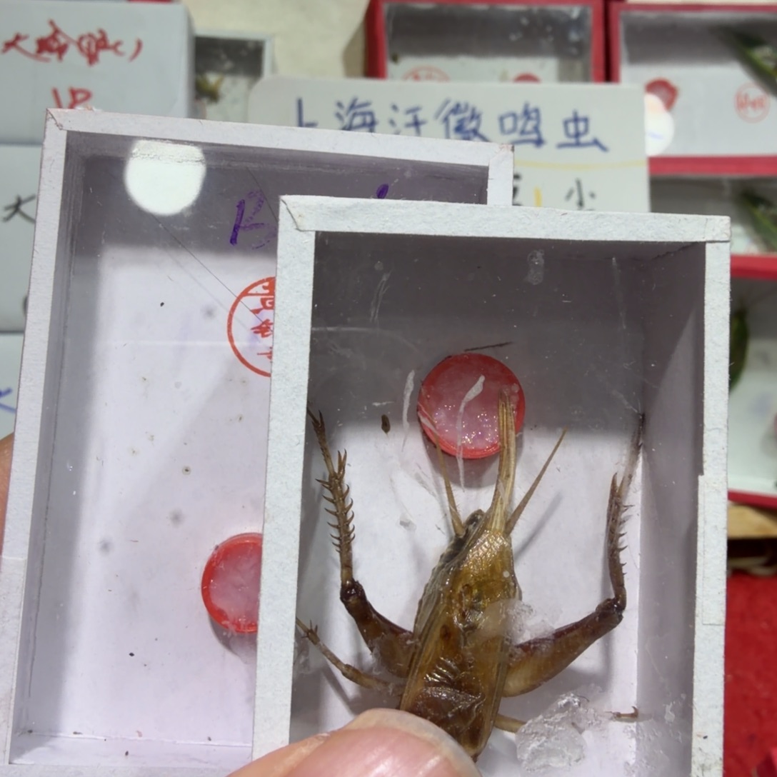 朝***明蟋蟀乌金须头瑕疵一条包邮