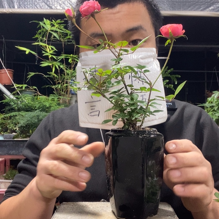 以实际为准盆景绿植盆栽125