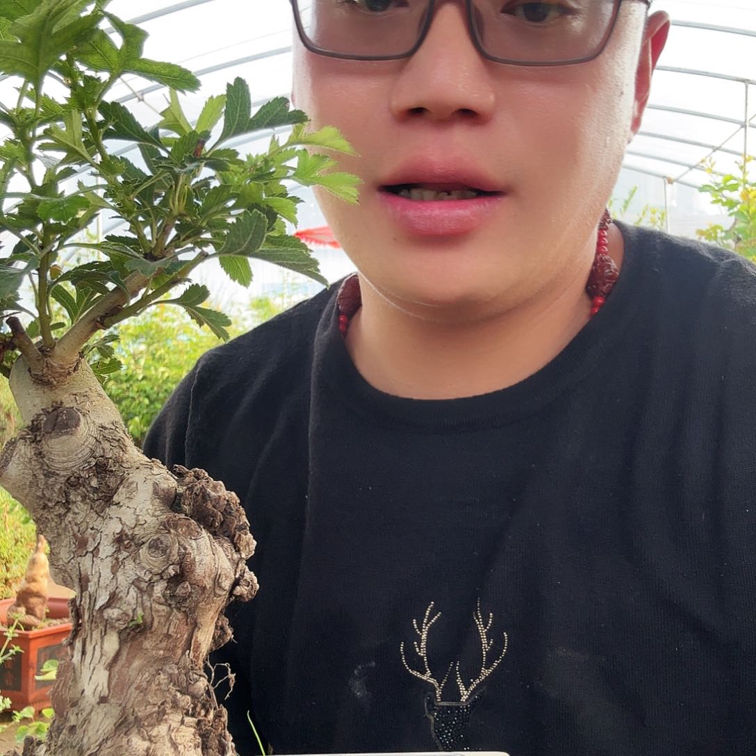当前无花朵，栽培后可花朵净**灵