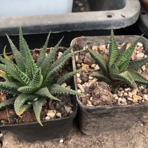 十二天之和原始硬叶