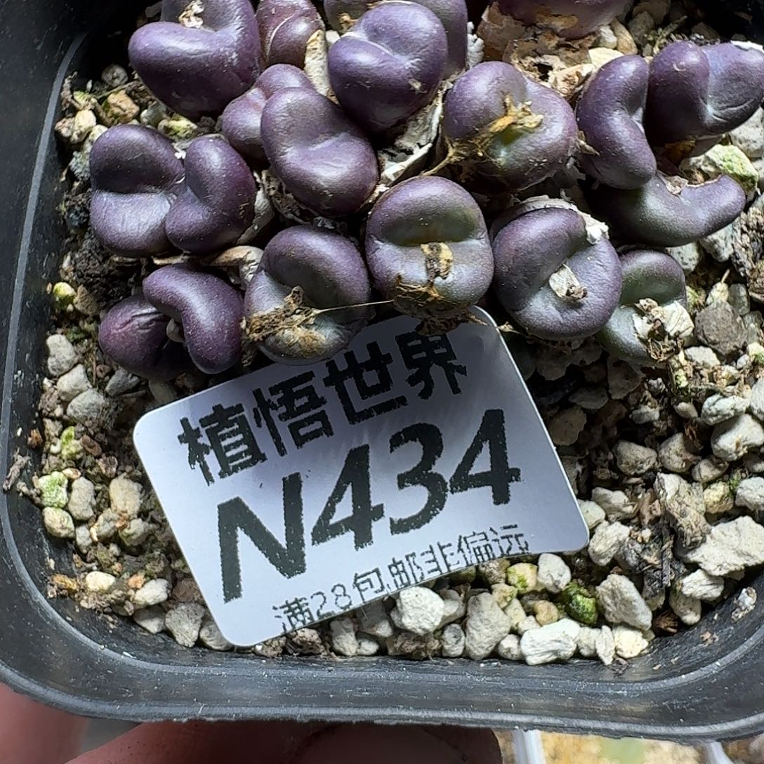 多肉植物的是rghj