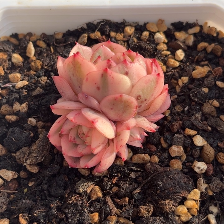 粉水晶锦群生一颗价格