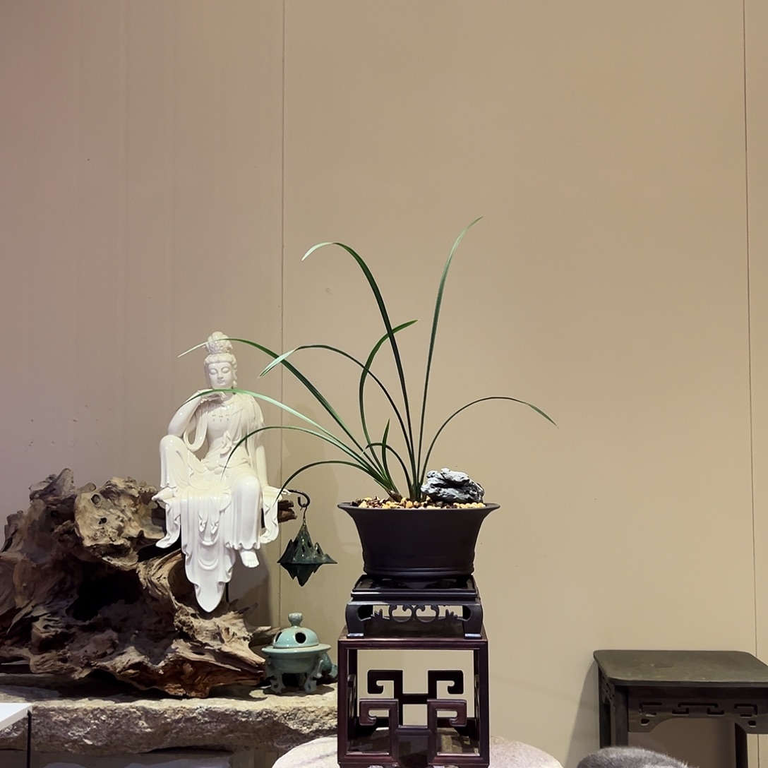 大部分花苞少量开放黄荷