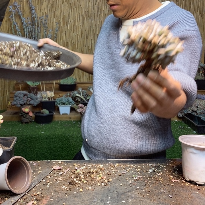 青***鳞223号粉兔多肉植物