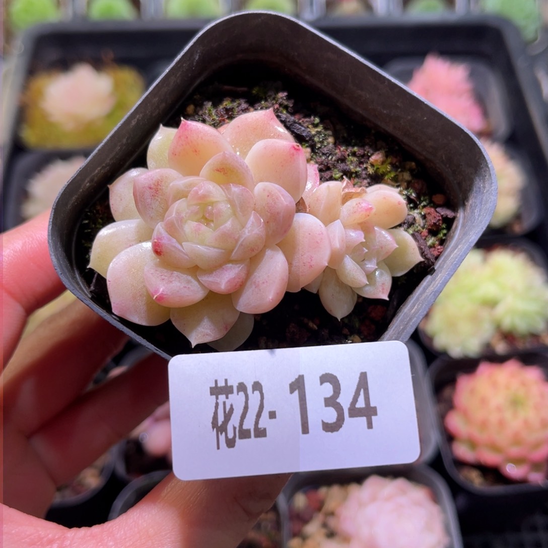 花利美22-134新品