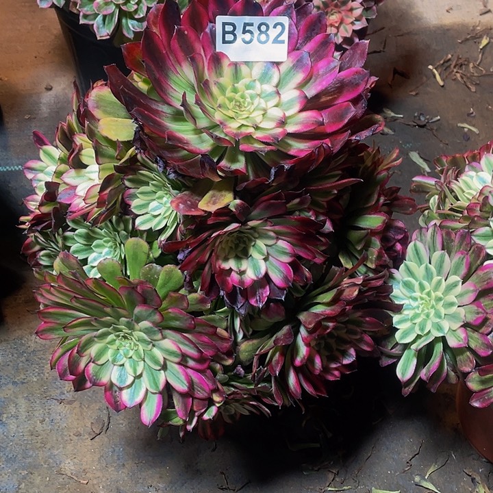 多肉法师582号水木年华发货