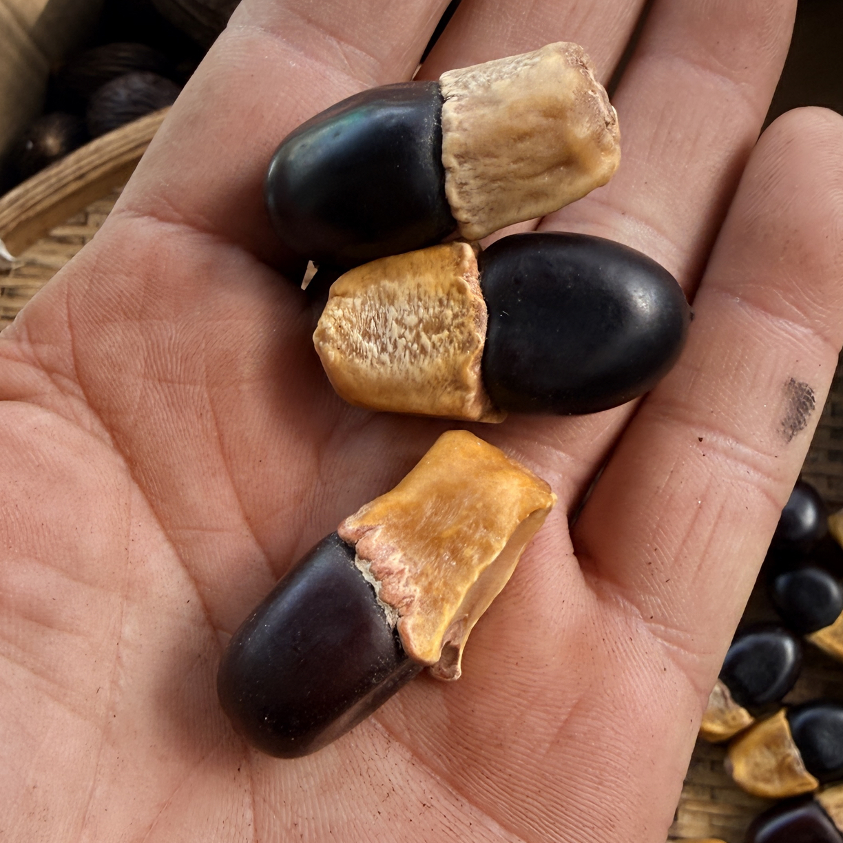 拍一单发10颗（缅茄原材料DIY配珠天然果实豆荚娃娃配饰）