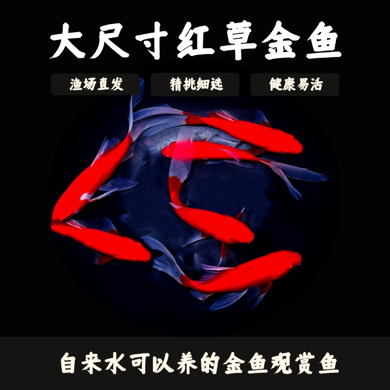 大尺寸红草金鱼9-12厘米9条冷水金鱼观赏鱼渔场直发包邮包损