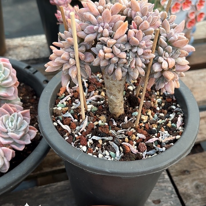 多肉植物，淡雪缀