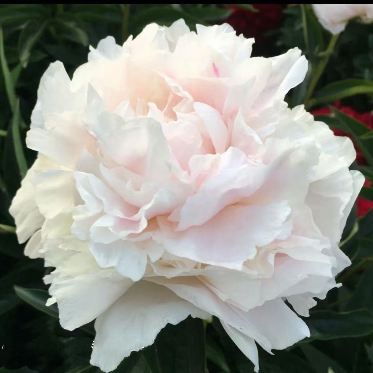 【爱人】观赏性芍药 先发肥料 秋天发种苗