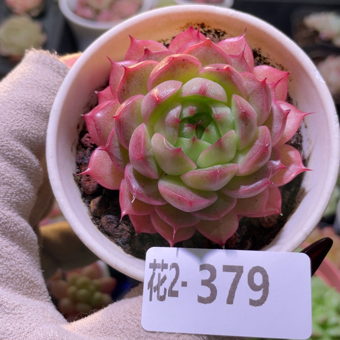 花利美2-379海王单头