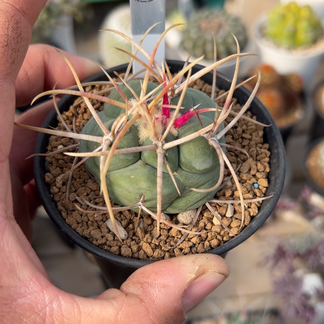 高木绯冠龙多肉植物176