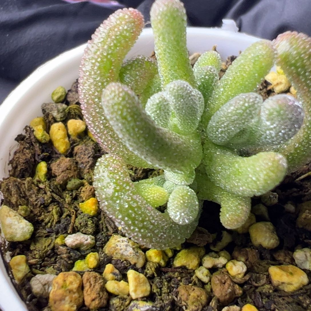 多肉植物枝干白闪光