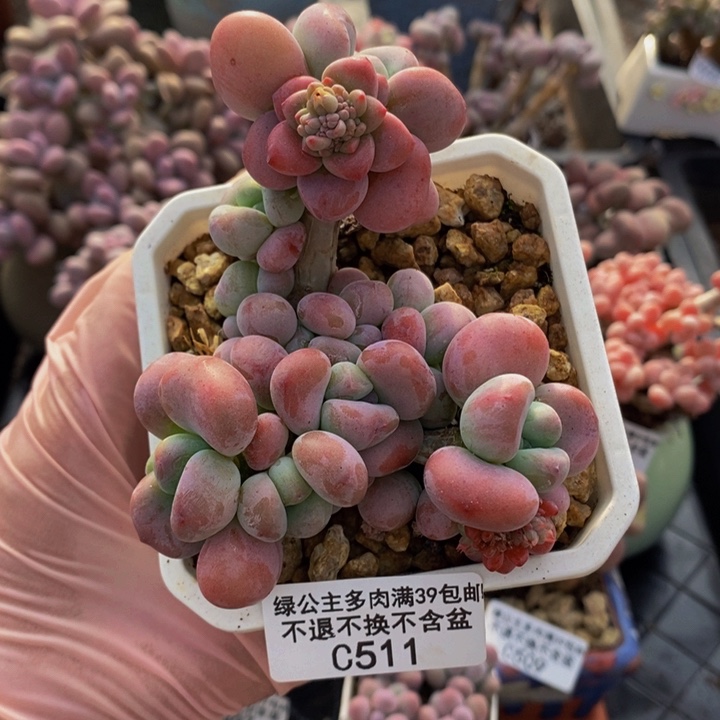 腰子红洛神8cm511多肉植物