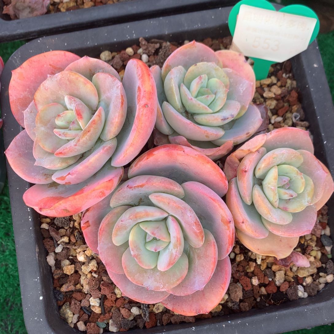 丸叶雪凤矮桩平头553