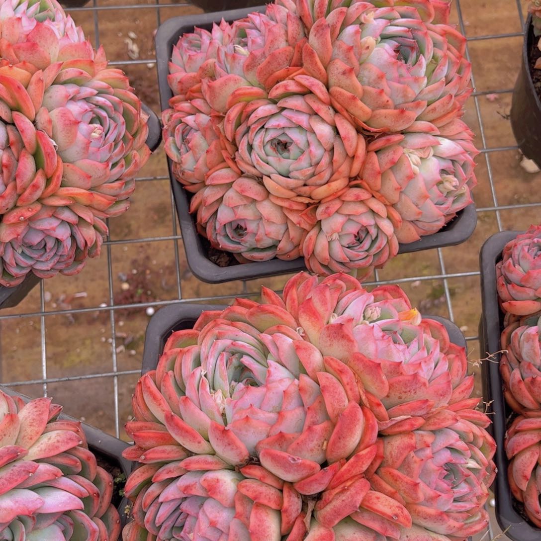 侧影一颗脱土发货