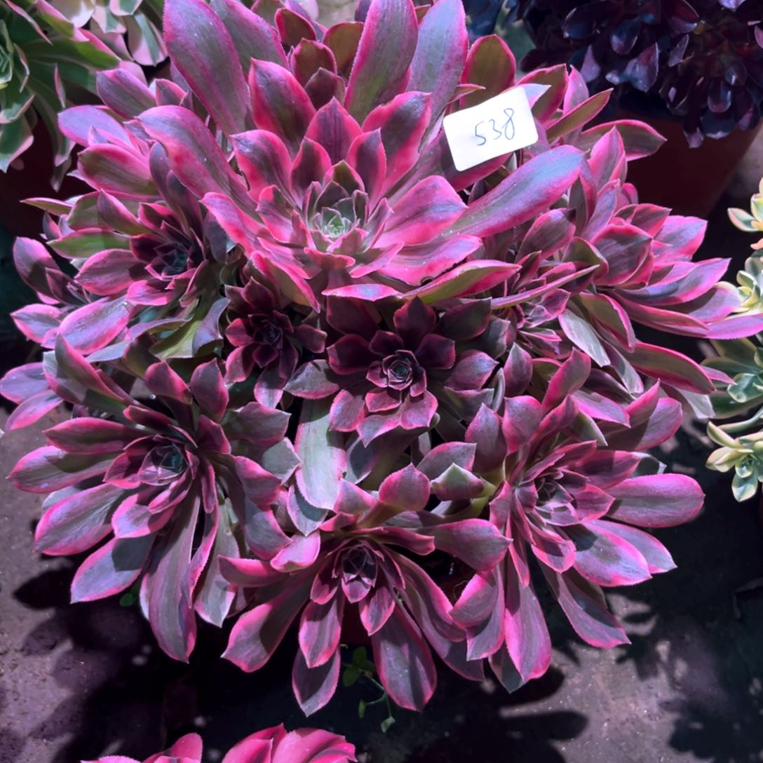 多肉植物浣纱538