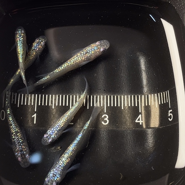 青鳉鱼海王星5条，024号，满15包邮，可叠单