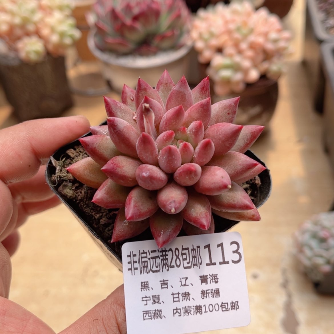 【闪购商品】113流沙虞美人