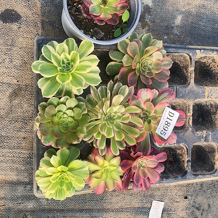 法师多肉单头苗9颗