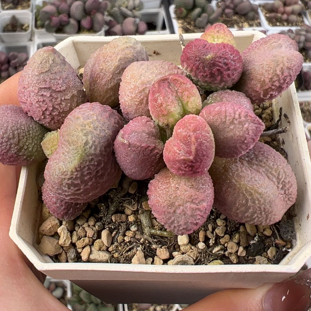 138号腹部系冰晶款多肉植物水泡