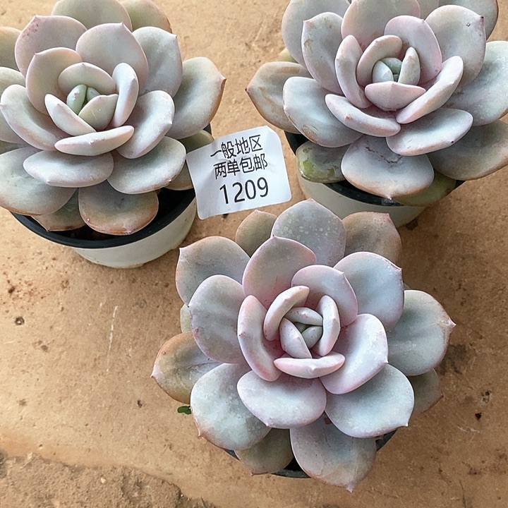 【闪购商品】友**好1209多肉植物盆栽