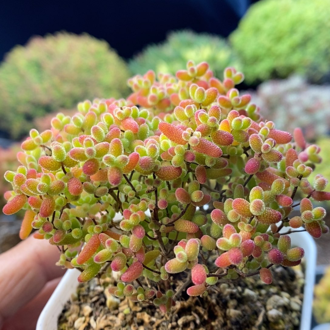 892蜜橘糖球。      