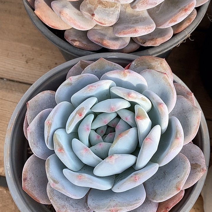 98橙梦露大单头 福利多多