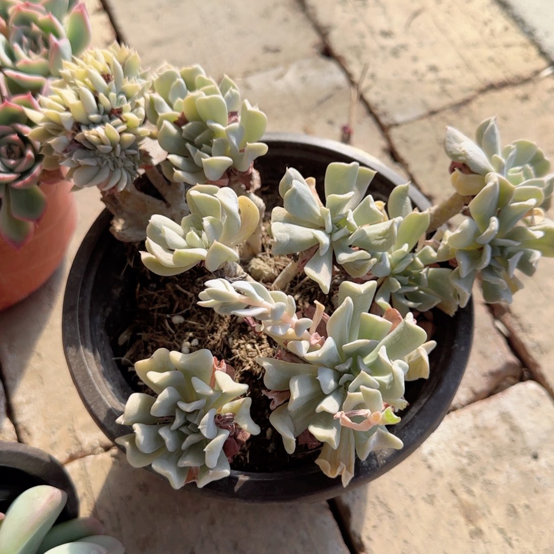 无花朵特异莲带坠老桩