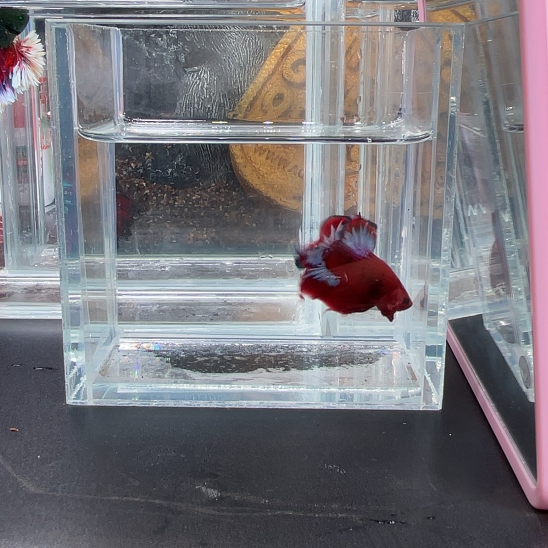 斗鱼1号1220早红肉