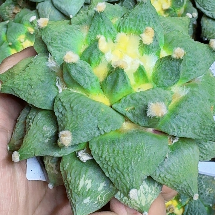 无花朵苗接大龙尾174