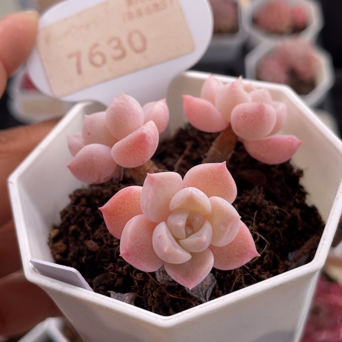 雪媚娘7630-5.0厘米