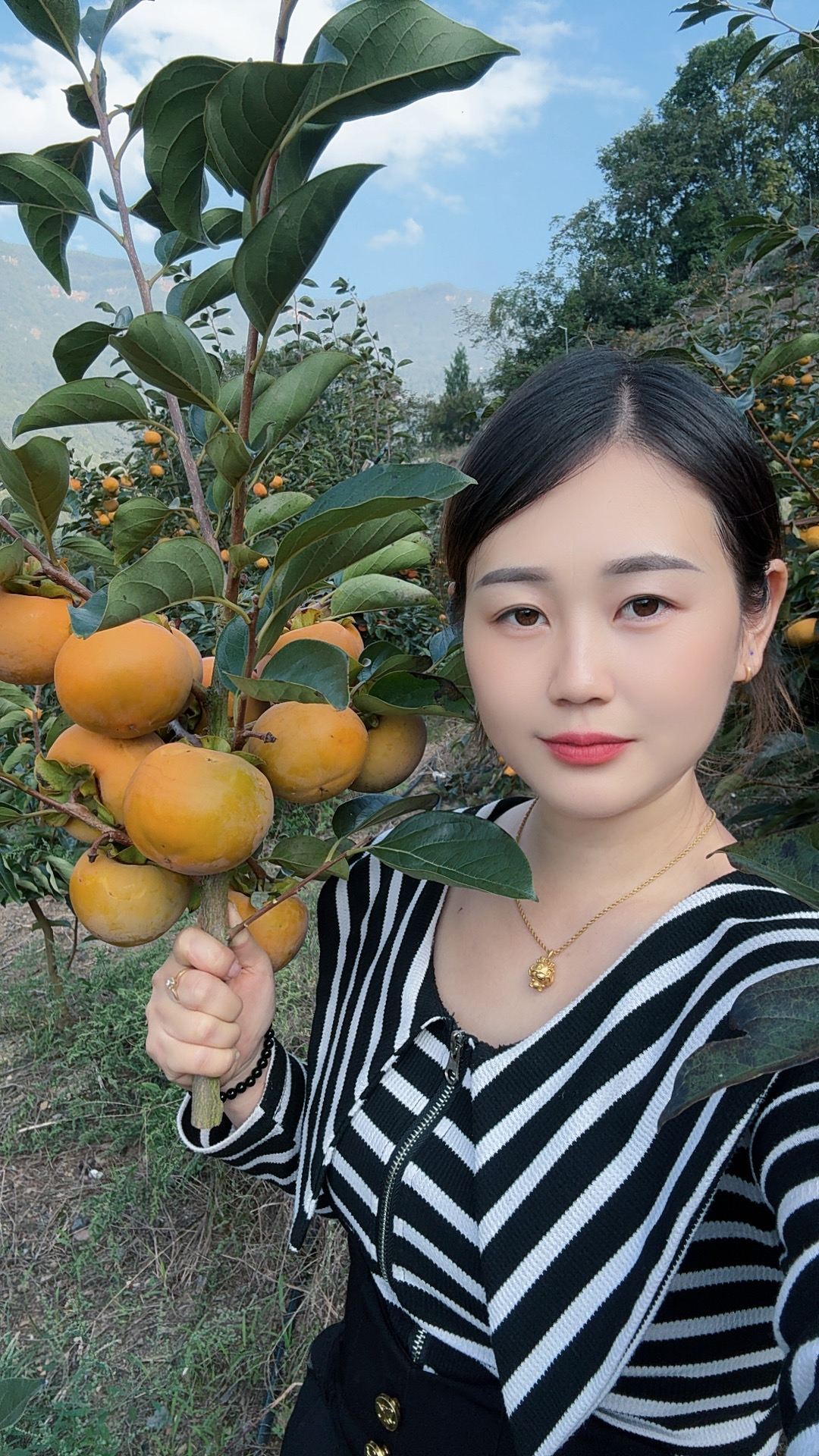 长阳渔峡口高山脆柿产地直供不催熟不打蜡