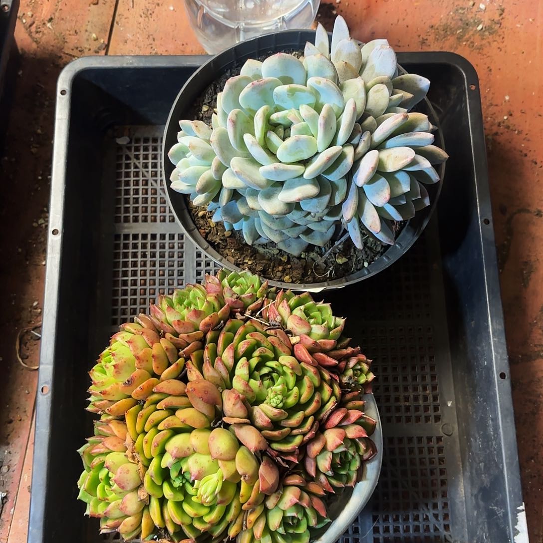 多肉植物宽拍372号