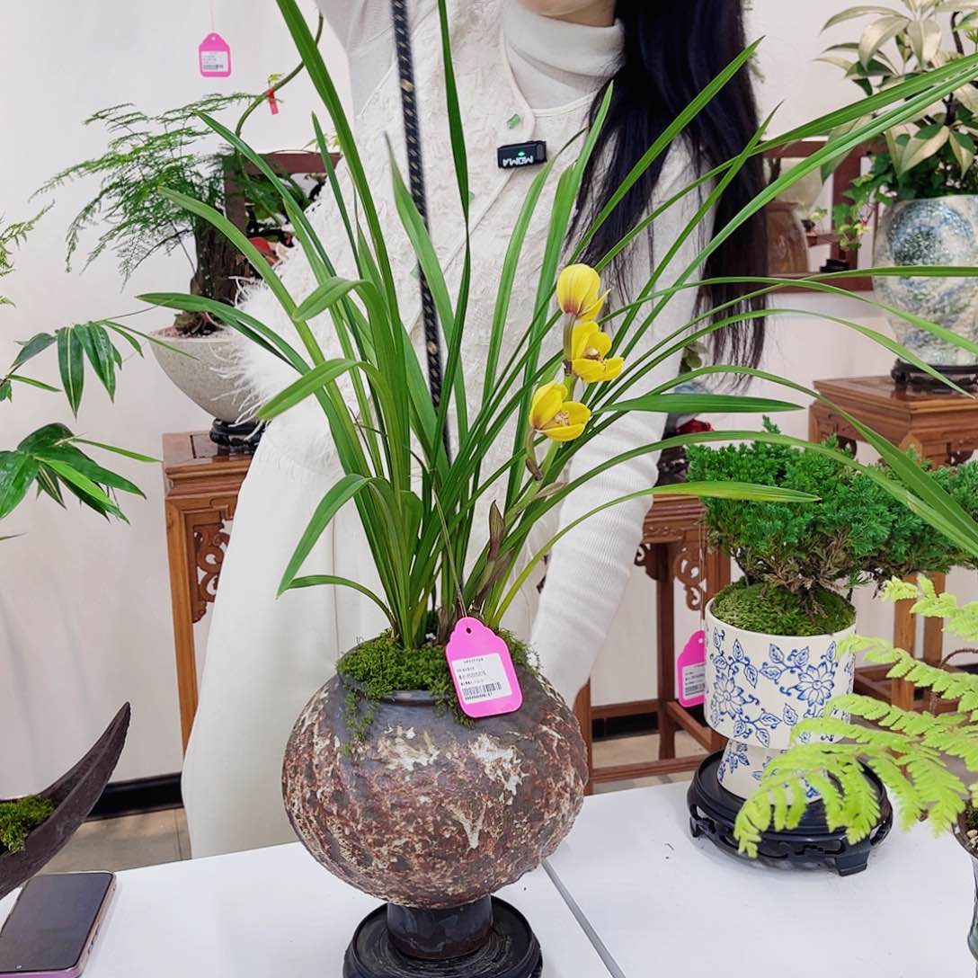 高端绿植一物一拍