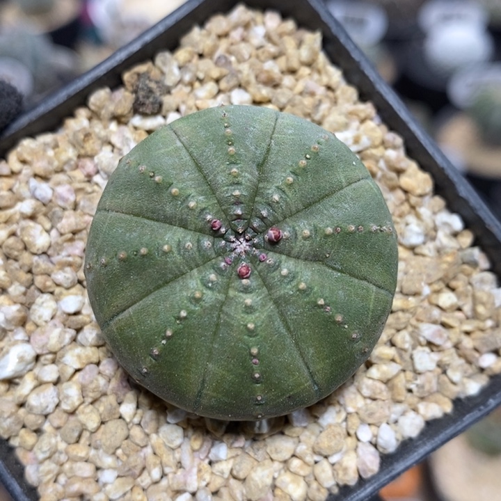 实生欧系布纹球202号3.7cm