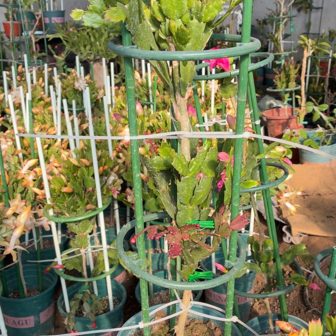 大***室无花朵大飞花友叶仙嫁接两层混色