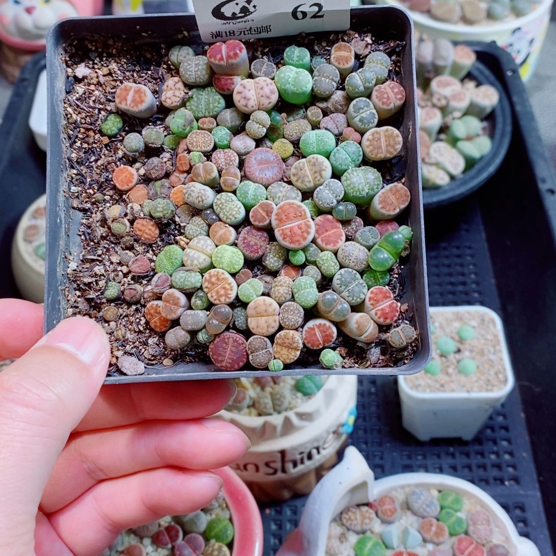 生石花花花花花花花花62
