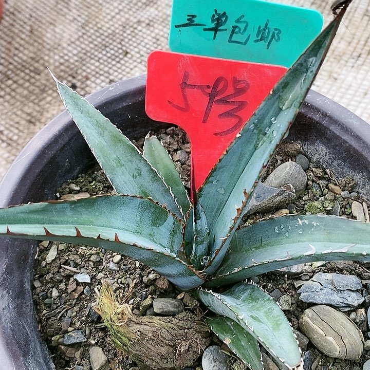 【闪购商品】无花朵龙舌兰紫云龙