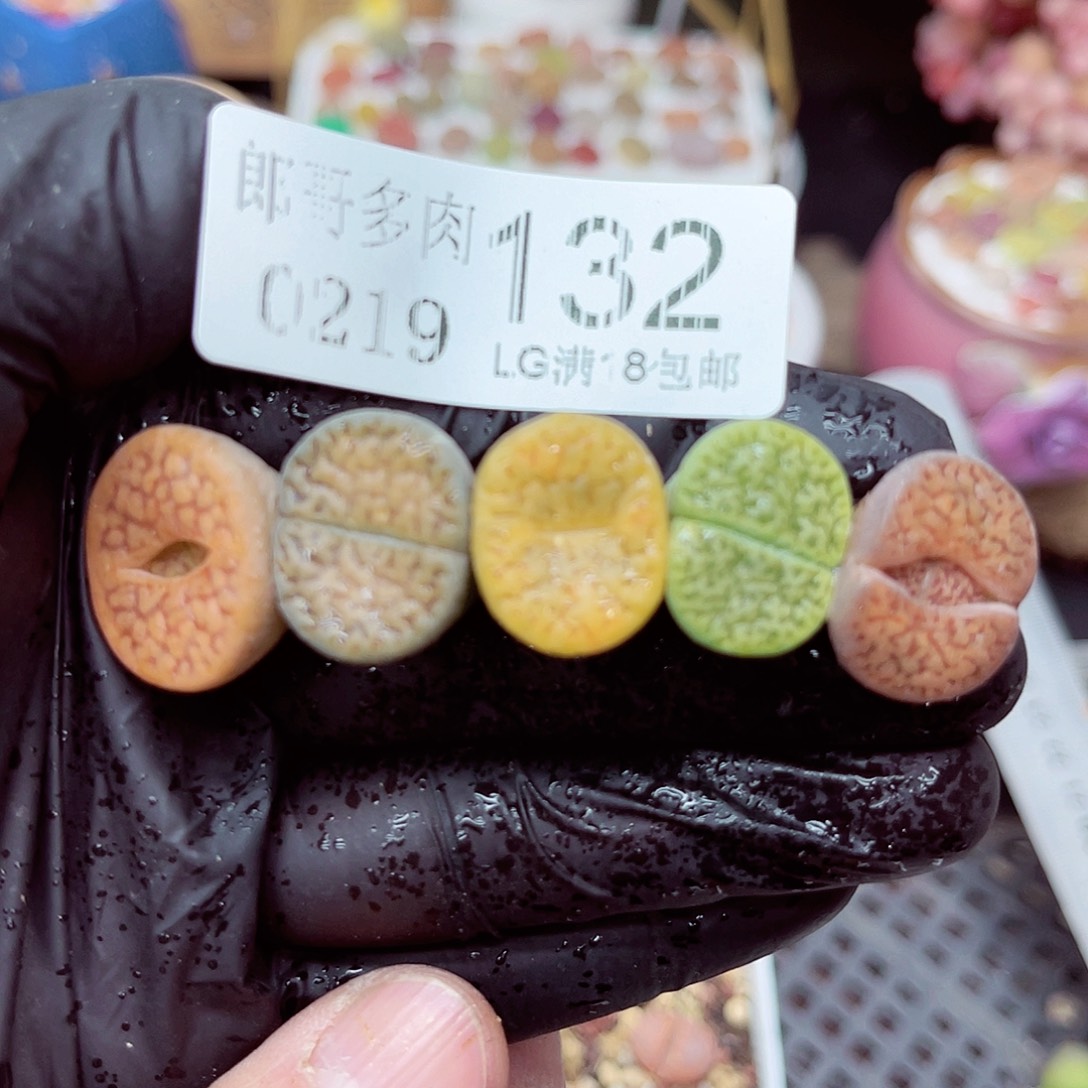 郎哥多肉生石花19-132